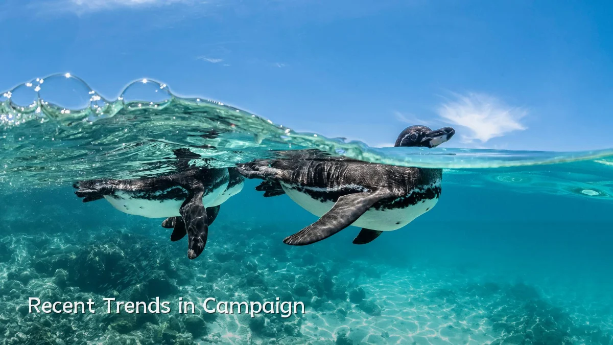 Recent Trends in Campaign